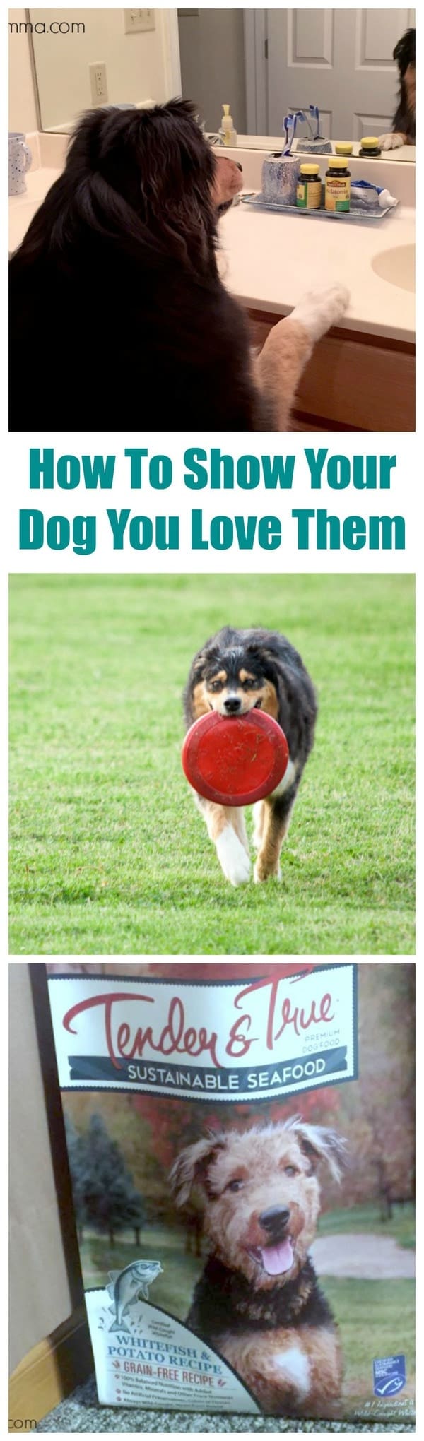 how-to-show-your-dog-you-love-them-midgetmomma