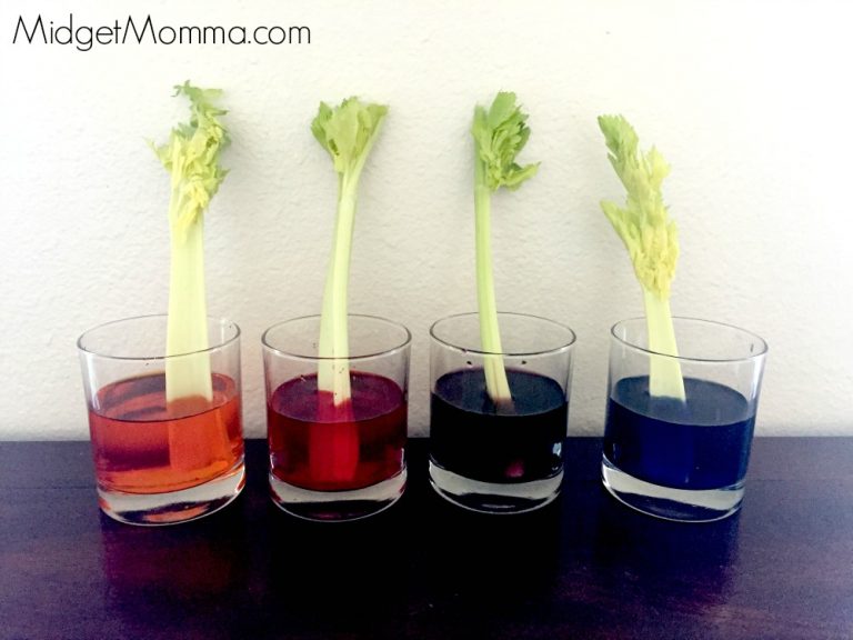 How Plants Drink Water Celery Science Experiment • MidgetMomma