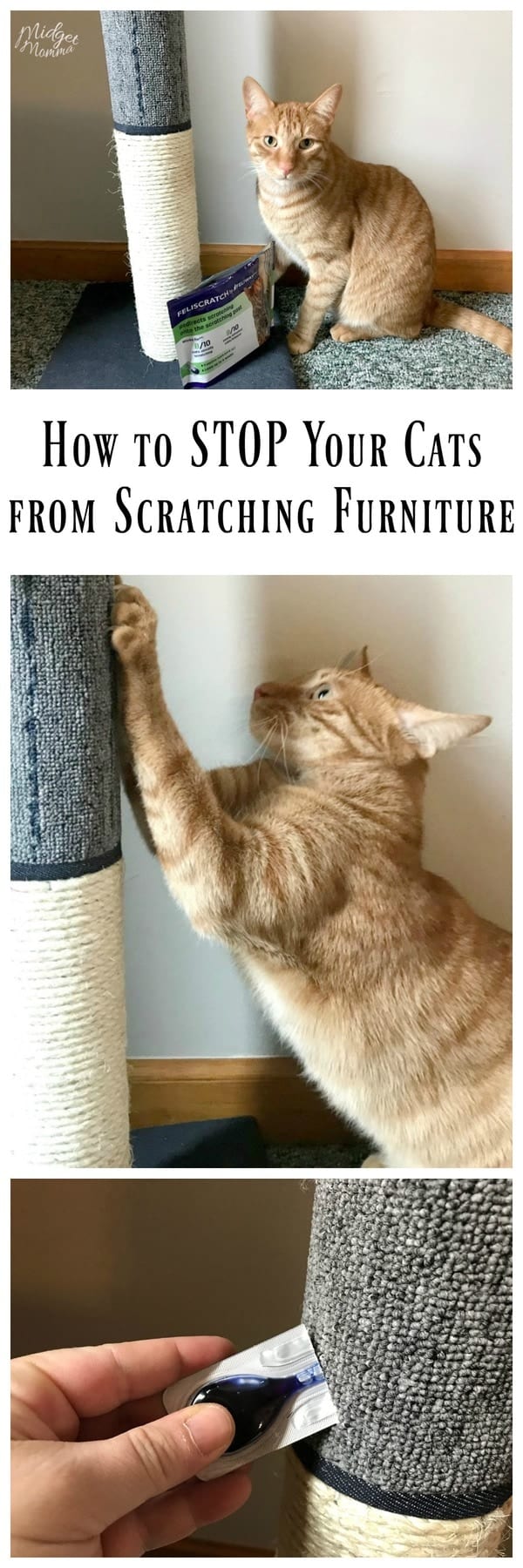 How to STOP Cats from Scratching Furniture! • MidgetMomma