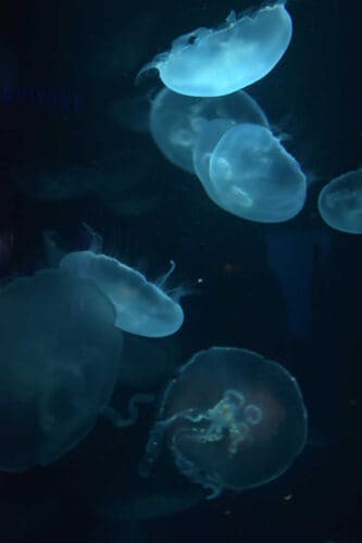 virtual aquarium tour free