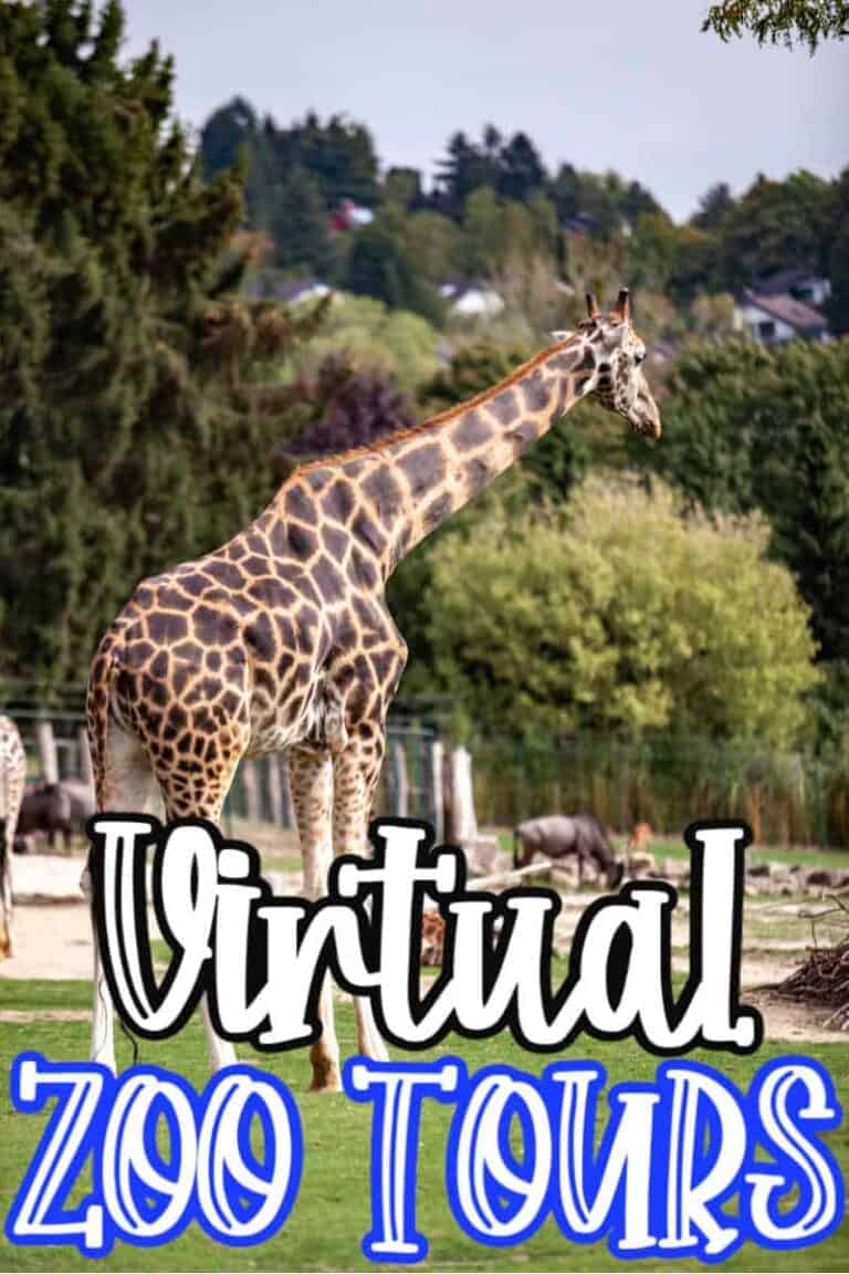 minnesota zoo virtual tour
